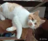 Красивый и очень забавный котёнок - Вся Беларусь - 266142 - Доска объявлений Kupika.by - Фото 2