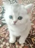 Шотландские котята правильной вязки - Свислочь - Мин. область - 264096 - Доска объявлений Kupika.by - Фото 4