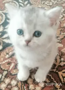 Шотландские котята правильной вязки