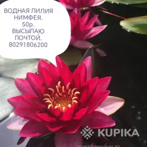 Многолетники. Высылаю почтой.