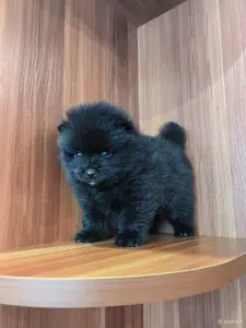 Щенки померанского шпица.