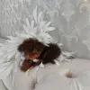 Йоркширский терьер - Вся Беларусь - 265743 - Доска объявлений Kupika.by - Фото 4