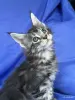 Кошки - Мейн-кун котята - Ружаны - Фото 9 Мейн-кун котята - Ружаны - 263816 - Доска объявлений Kupika.by - Фото 9