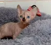 Канадский сфинкс котята - Сморгонь - 264555 - Доска объявлений Kupika.by - Фото 2