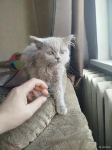 Котята бесплатно