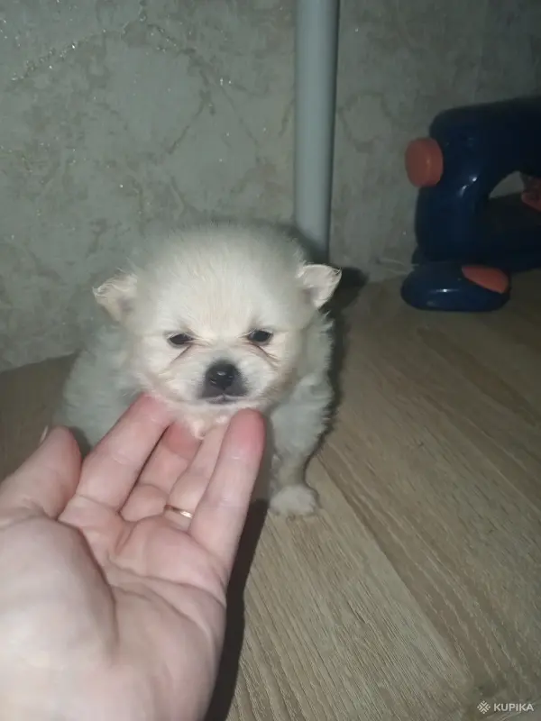 Щенки - Вся Беларусь - 265397 - Доска объявлений Kupika.by - Фото 7