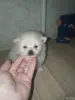 Щенки - Вся Беларусь - 265397 - Доска объявлений Kupika.by - Фото 7
