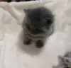 Кошки - Котята шотландские - Вся Беларусь - Фото 4 Котята шотландские - Вся Беларусь - 264577 - Доска объявлений Kupika.by - Фото 4