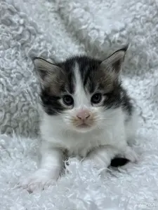 Мейн-Кун котята