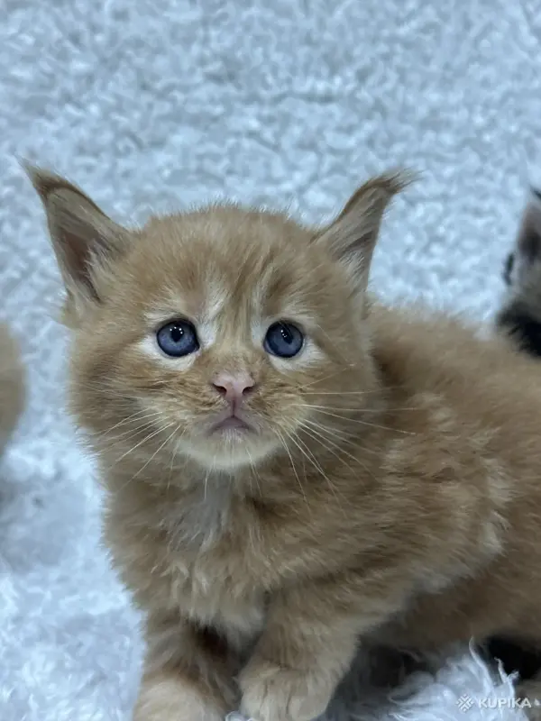 Мейн-кун котята - Кобрин - 264429 - Доска объявлений Kupika.by - Фото 13