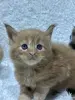 Мейн-кун котята - Кобрин - 264429 - Доска объявлений Kupika.by - Фото 13