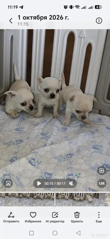 Чихуахуа