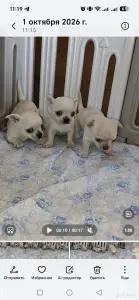 Чихуахуа