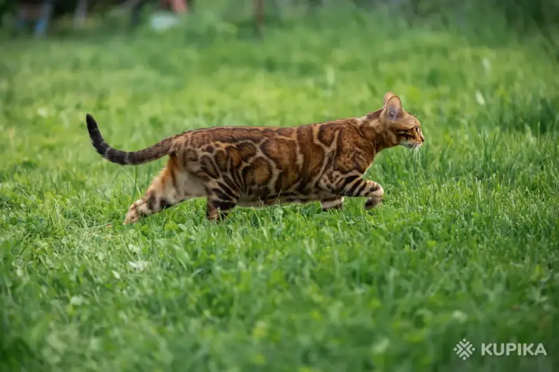 Бенгальская кошка - Вся Беларусь - 264749 - Доска объявлений Kupika.by - Фото 3