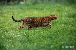 Бенгальская кошка