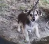 Собаки - щенок в дар - Вся Беларусь щенок в дар - Вся Беларусь - 266406 - Доска объявлений Kupika.by