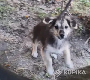 щенок в дар