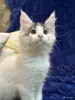 Кошки - Мейн-кун котята - Комарин Мейн-кун котята - Комарин - 264967 - Доска объявлений Kupika.by
