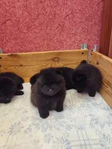 Померанский шпиц.