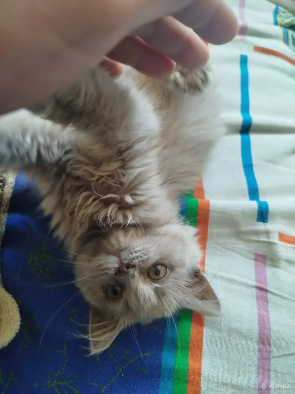 Котята бесплатно - Вся Беларусь - 264160 - Доска объявлений Kupika.by - Фото 4