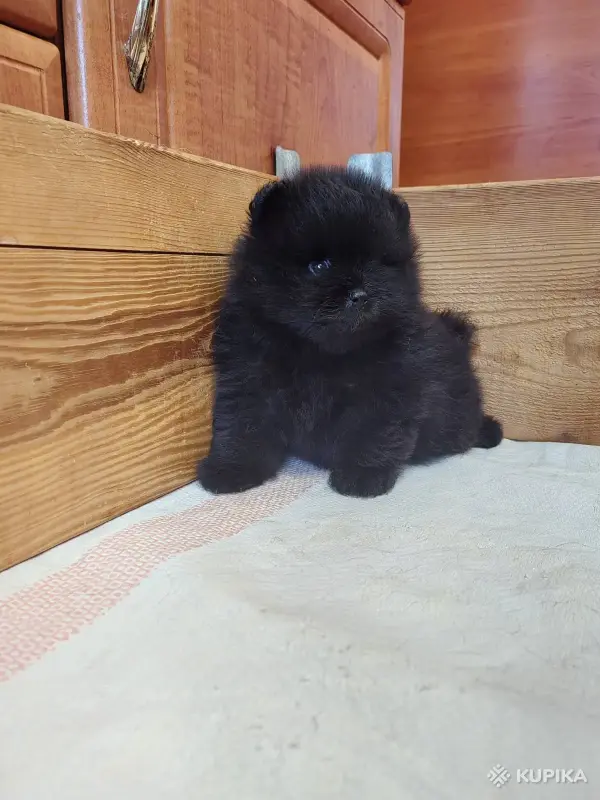 Щенки померанского шпица - Вся Беларусь - 264675 - Доска объявлений Kupika.by - Фото 4