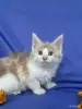 Кошки - Мейн-кун котята - Ружаны - Фото 5 Мейн-кун котята - Ружаны - 263816 - Доска объявлений Kupika.by - Фото 5