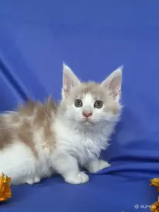Мейн-кун котята