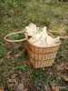 Продукты питания - Грузди настоящие БЕЛЫЕ на засолку. - Вся Беларусь - Фото 2 Грузди настоящие БЕЛЫЕ на засолку. - Вся Беларусь - 263842 - Доска объявлений Kupika.by - Фото 2