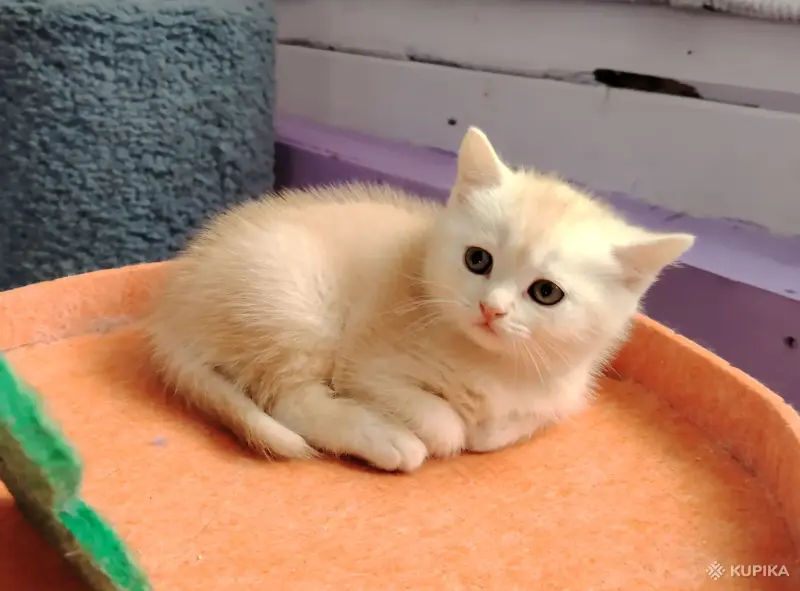 Котенок шотландский