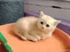 Котенок шотландский - Вся Беларусь - 265399 - Доска объявлений Kupika.by