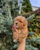 Мальтипу мини - Вся Беларусь - 265101 - Доска объявлений Kupika.by - Фото 2