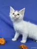 Кошки - Мейн-кун котята - Ружаны - Фото 11 Мейн-кун котята - Ружаны - 263816 - Доска объявлений Kupika.by - Фото 11