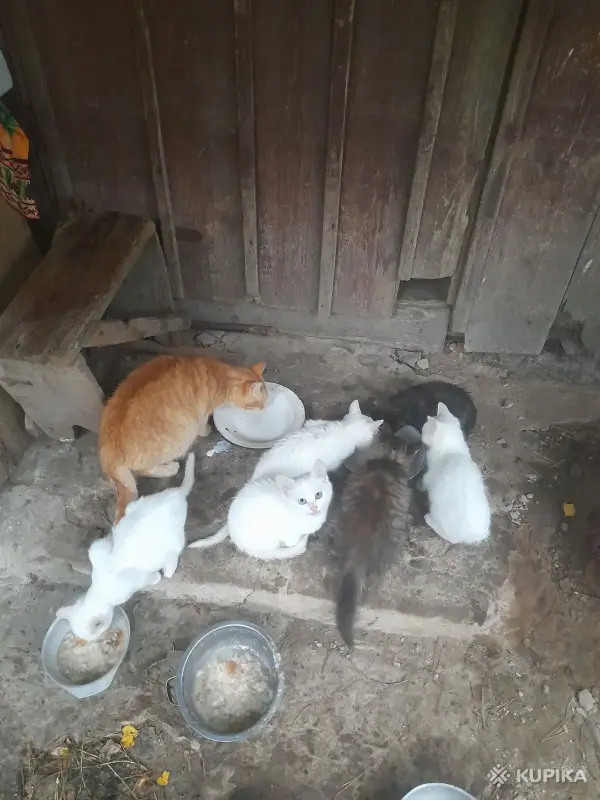 Кошки - Котята - Вся Беларусь Котята - Вся Беларусь - 264606 - Доска объявлений Kupika.by