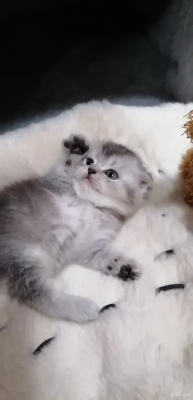 Котята  вислоухие шотландские - Вся Беларусь - 265605 - Доска объявлений Kupika.by - Фото 3