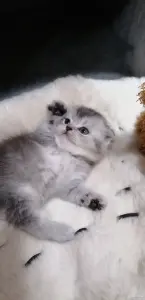 Котята вислоухие шотландские