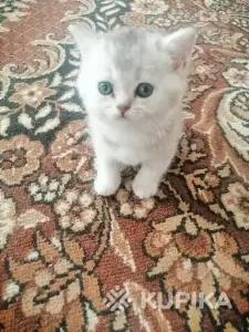Шотландские котята правильной вязки