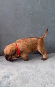 Брюссельский гриффон