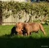Собаки - Американский булли - Лида - Фото 8 Американский булли - Лида - 264729 - Доска объявлений Kupika.by - Фото 8