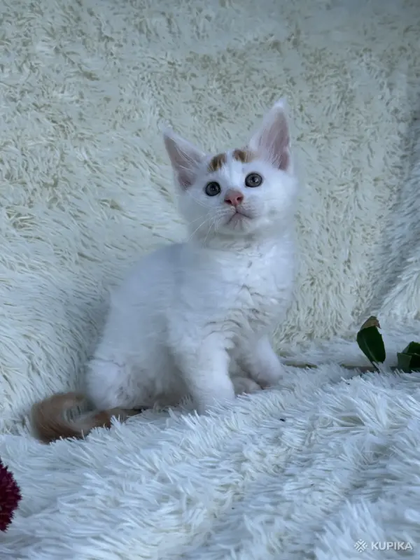 Кошки - Мейн-кун котята - Вся Беларусь - Фото 9 Мейн-кун котята - Вся Беларусь - 264222 - Доска объявлений Kupika.by - Фото 9