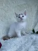 Кошки - Мейн-кун котята - Вся Беларусь - Фото 9 Мейн-кун котята - Вся Беларусь - 264222 - Доска объявлений Kupika.by - Фото 9