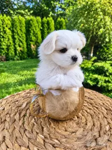 мальтийская болонка