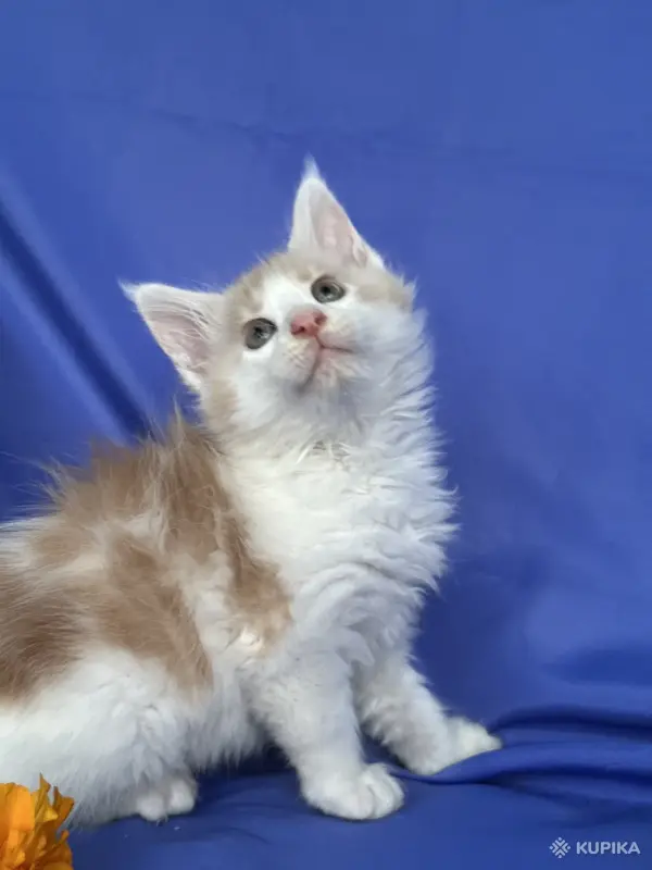 Кошки - Мейн-кун котята - Ружаны - Фото 6 Мейн-кун котята - Ружаны - 263816 - Доска объявлений Kupika.by - Фото 6