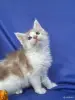 Кошки - Мейн-кун котята - Ружаны - Фото 6 Мейн-кун котята - Ружаны - 263816 - Доска объявлений Kupika.by - Фото 6