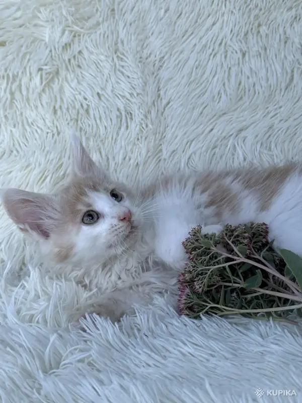 Кошки - Мейн-кун котята - Вся Беларусь - Фото 5 Мейн-кун котята - Вся Беларусь - 264222 - Доска объявлений Kupika.by - Фото 5