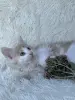 Кошки - Мейн-кун котята - Вся Беларусь - Фото 5 Мейн-кун котята - Вся Беларусь - 264222 - Доска объявлений Kupika.by - Фото 5