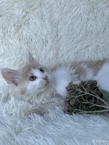 Мейн-кун котята