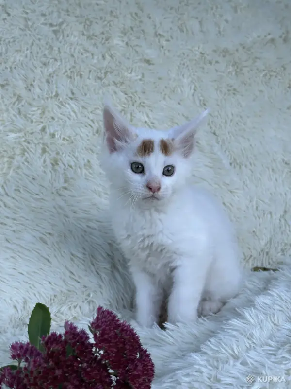 Кошки - Мейн-кун котята - Вся Беларусь - Фото 10 Мейн-кун котята - Вся Беларусь - 264222 - Доска объявлений Kupika.by - Фото 10