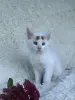 Кошки - Мейн-кун котята - Вся Беларусь - Фото 10 Мейн-кун котята - Вся Беларусь - 264222 - Доска объявлений Kupika.by - Фото 10