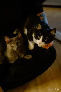 Котята Бадун и Носок (5 месяцев) ищут дом