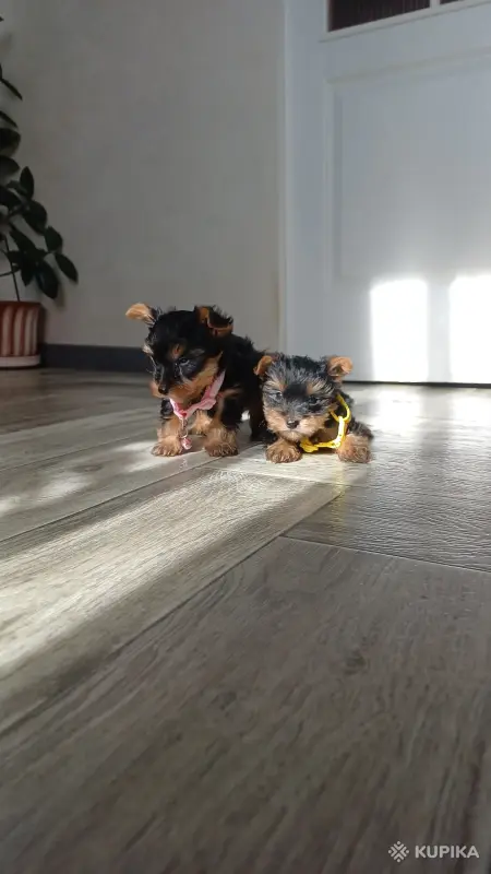 Йоркширский терьер